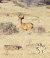 deer_17920172700_o