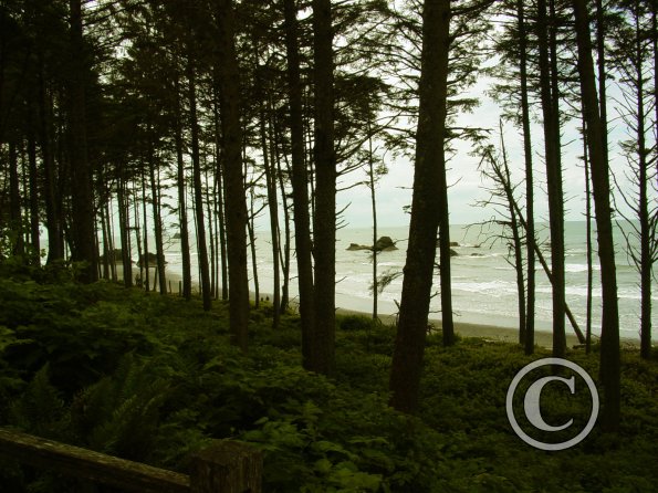 ruby beach from the woods
