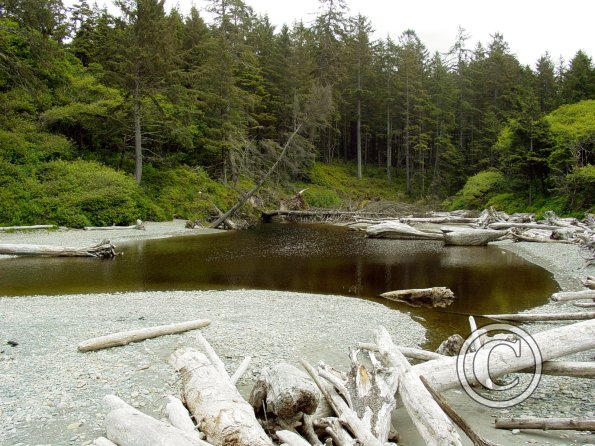 ruby beach looking inland 2