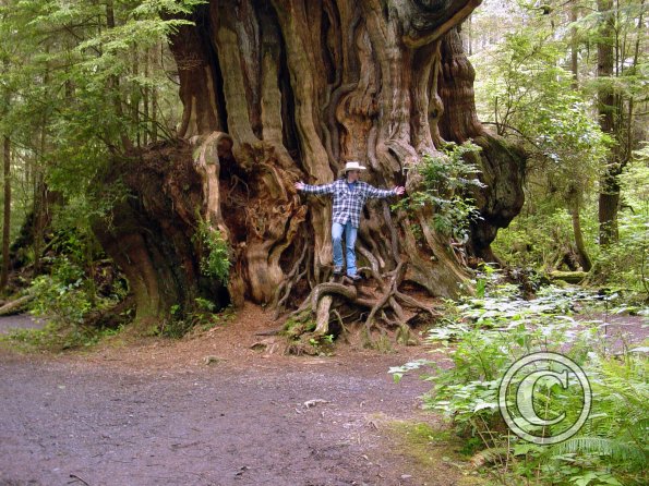 big cedar tree - chip