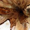 big cedar tree - looking up inside the trunk
