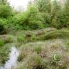 biggest spruce - trail 2
