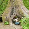 hoh rain forest - cheryl inside big tree roots