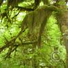 hoh rain forest 10