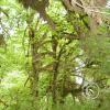 hoh rain forest 11