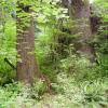 hoh rain forest 5