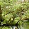 hoh rain forest 9