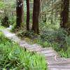 cape alava trail 1