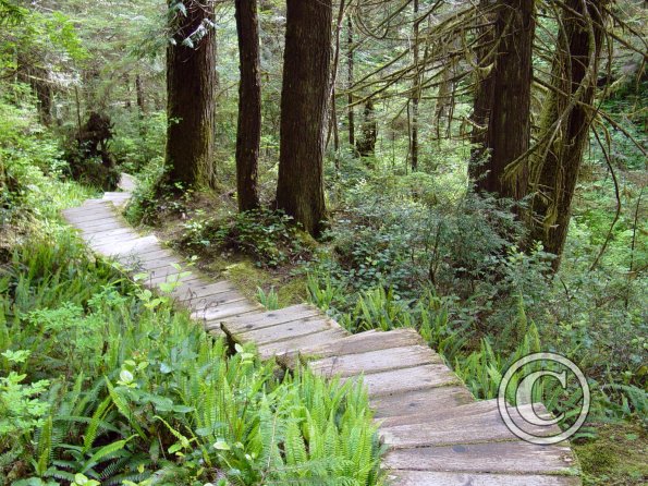 cape alava trail 1