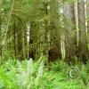 cape alava trail 6