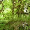 moss hanging from trees 3