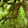 moss-hanging-from-trees-4_18106430332_o