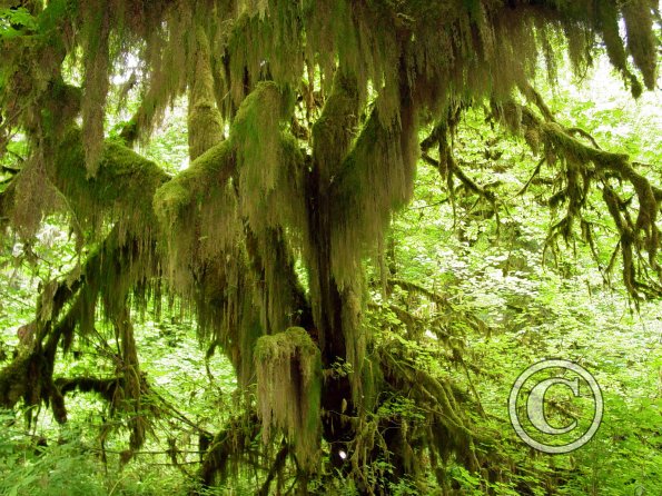 moss-hanging-from-trees_18110900101_o
